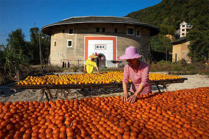 Le commerce prospère du kaki dans la campagne magnifique des Tulou du Fujian