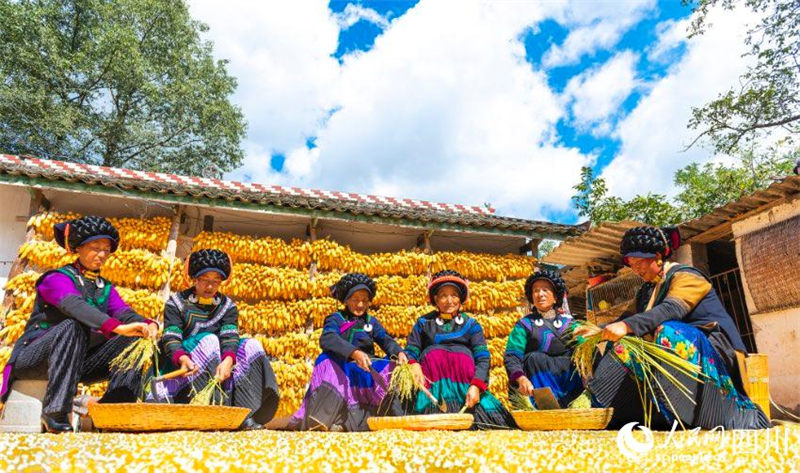En photos : la grande récolte du mont Daliang, dans le Sichuan