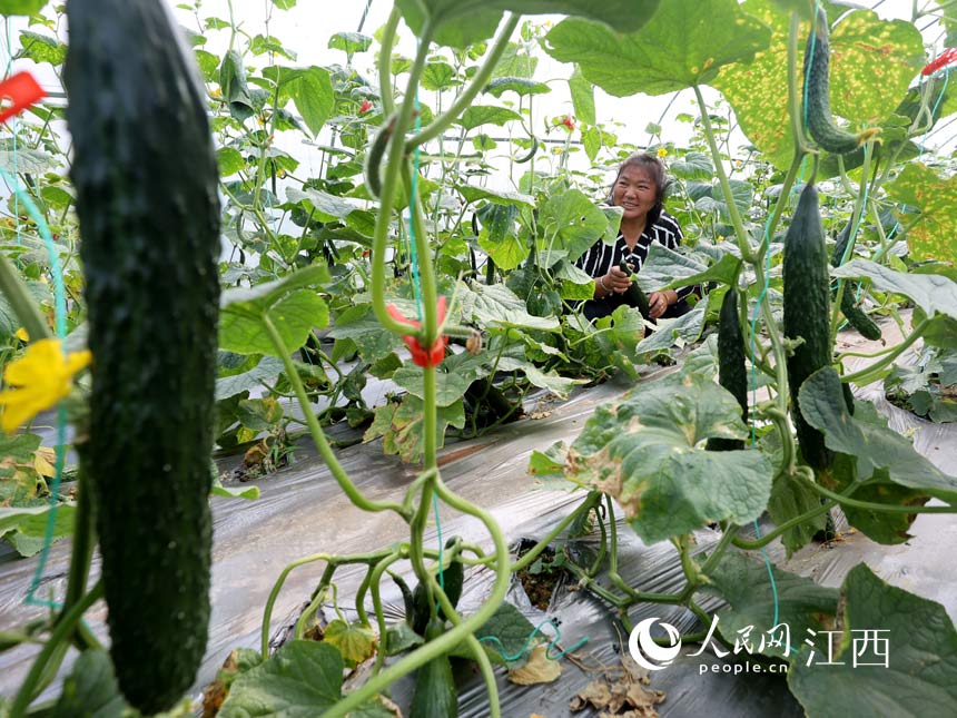 Une récolte exceptionnelle de légumes sous serre dans la province du Jiangxi