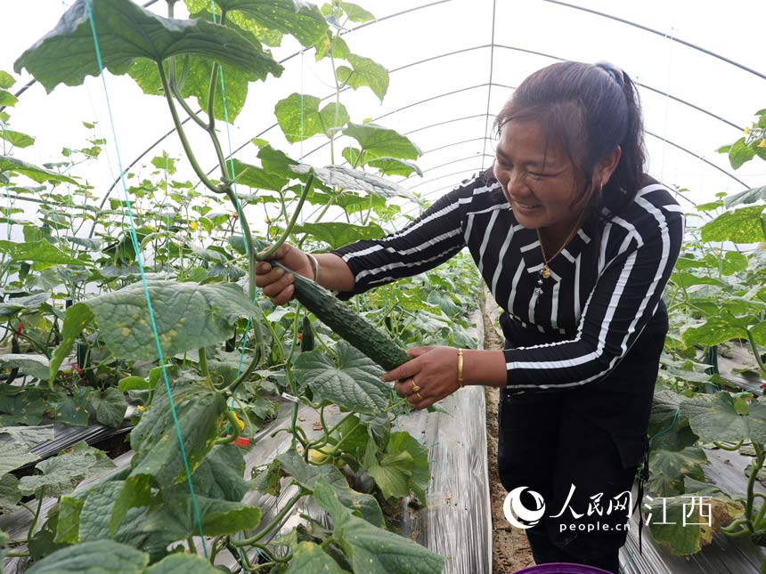 Une récolte exceptionnelle de légumes sous serre dans la province du Jiangxi