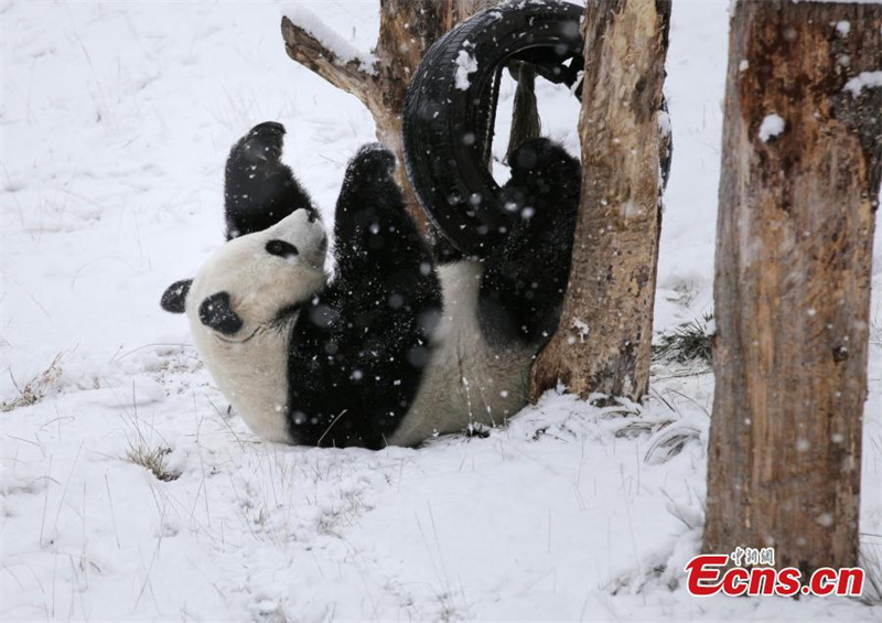 Le panda géant Xiao Liwu joue dans la neige dans le Sichuan