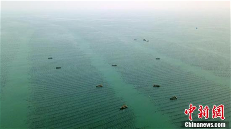 Shandong : la fin de la saison de « repiquage » en mer