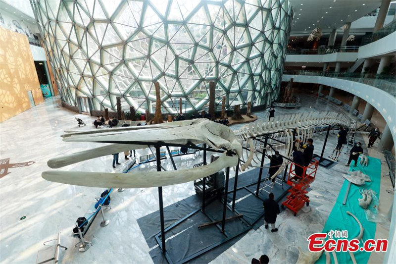 Le plus long spécimen de rorqual commun de Chine dévoilé à Shanghai