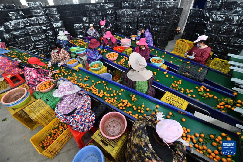 Guangxi : les paysans célèbrent une récolte exceptionnelle d'agrumes