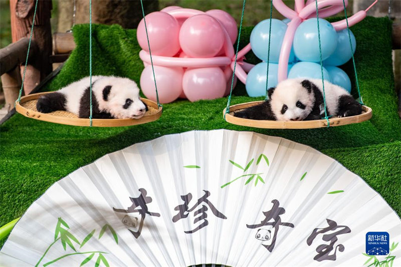 Chongqing : les jumeaux pandas géants « Qizhen » et « Qibao » rencontrent le public pour la première fois