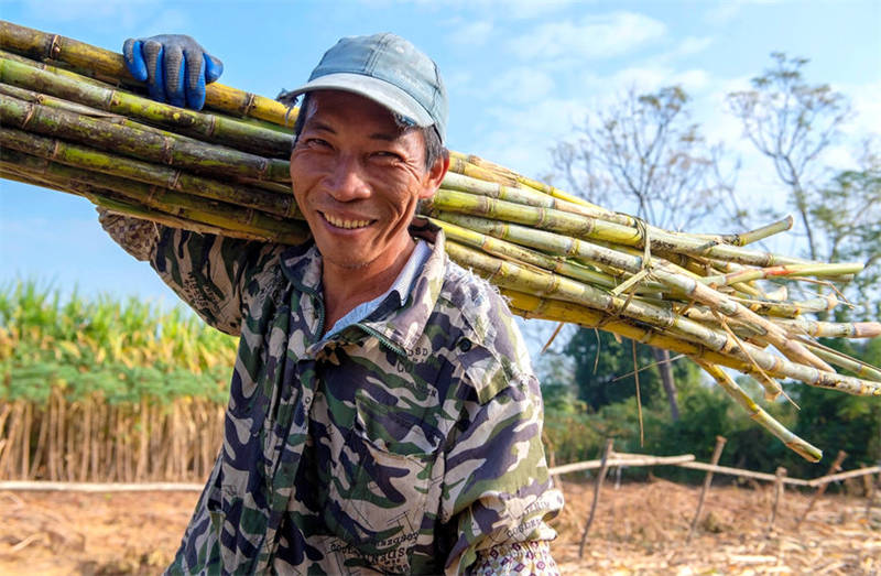 Guangxi : les villageois célèbrent une récolte exceptionnelle de la canne à sucre