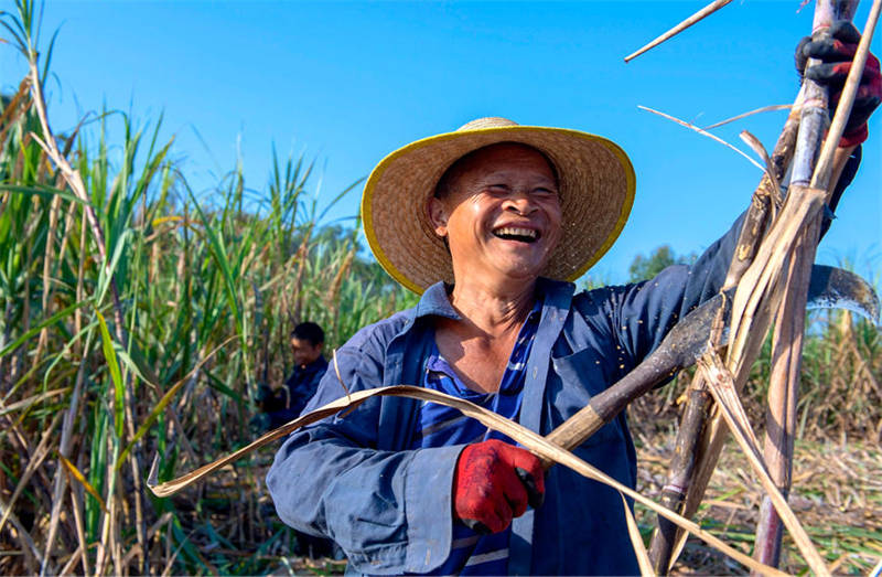 Guangxi : les villageois célèbrent une récolte exceptionnelle de la canne à sucre