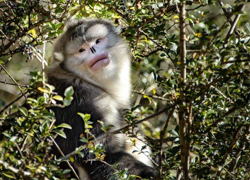 Les adorables singes au nez retroussé du district autonome de Weixi, dans la province du Yunnan