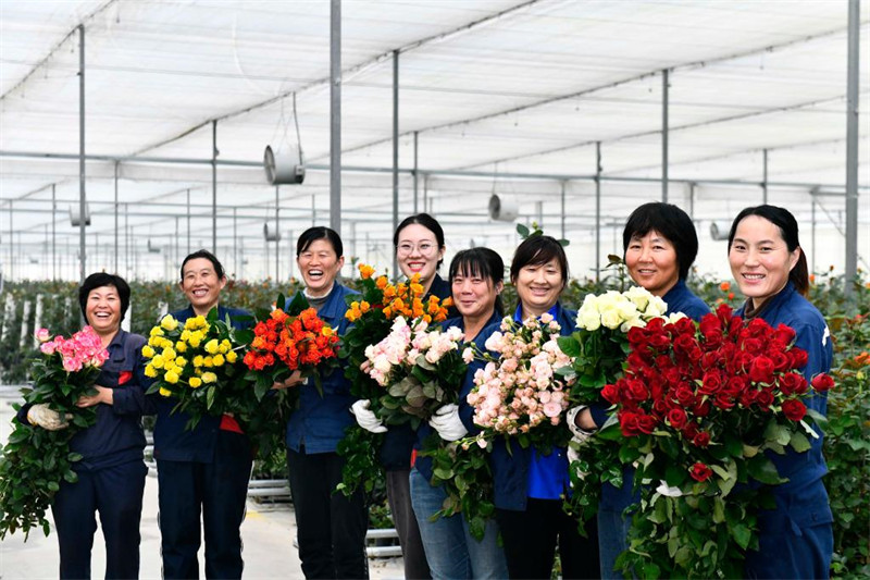 Chine : l'industrie de la rose au Shandong