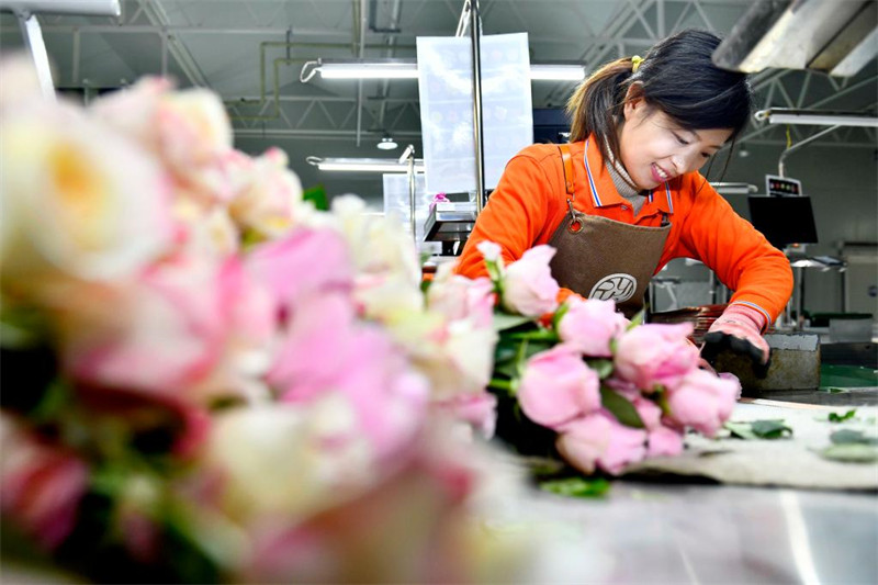 Chine : l'industrie de la rose au Shandong