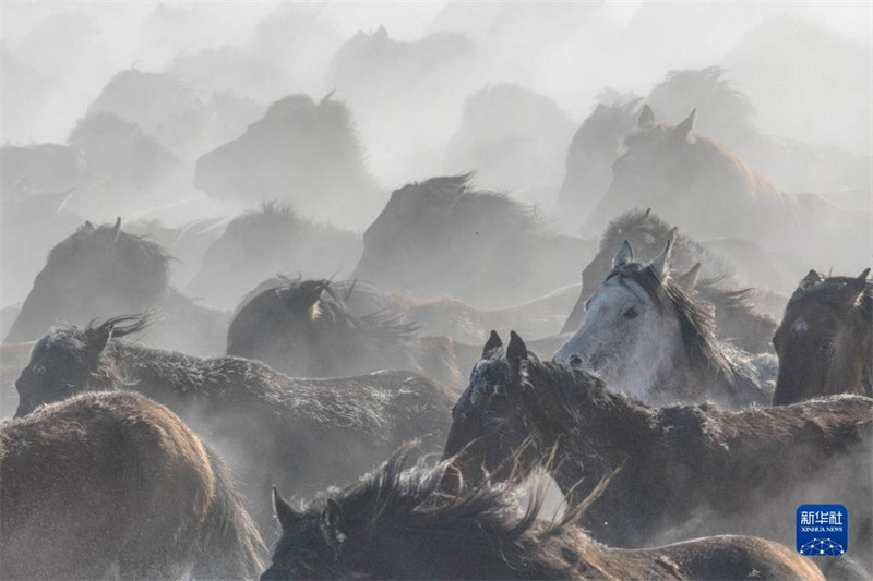 Des chevaux courent sur des champs enneigés au Xinjiang