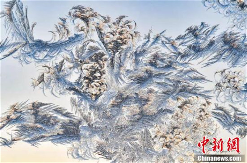 Les fleurs en glace de fenêtre du nord-est de la Chine : l'« art du papier découpé » de la nature !