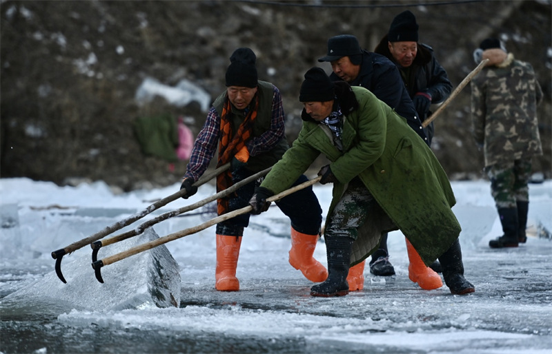 Des ouvriers collectent de la glace pour le Festival des lanternes de glace à Beijing