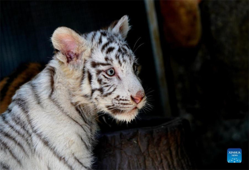 Un bébé tigre blanc nommé « Xiaobai » vu au parc animalier sauvage de Shanghai