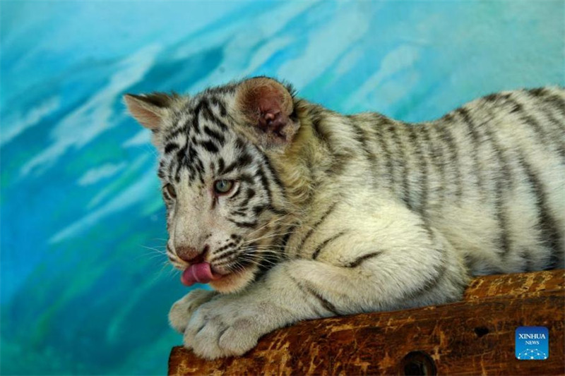 Un bébé tigre blanc nommé « Xiaobai » vu au parc animalier sauvage de Shanghai