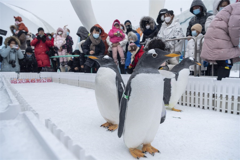 Chine : les pingouins du Polarpark d'Harbin