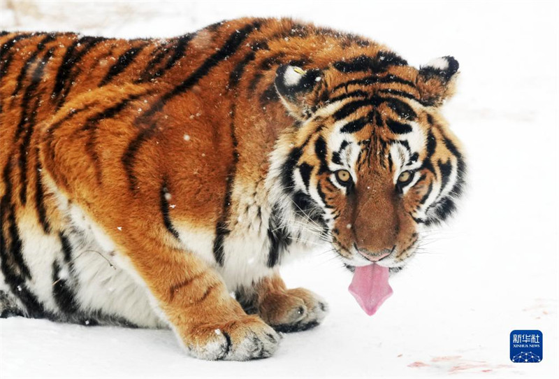 Heilongjiang : les tigres de Sibérie en plein hiver