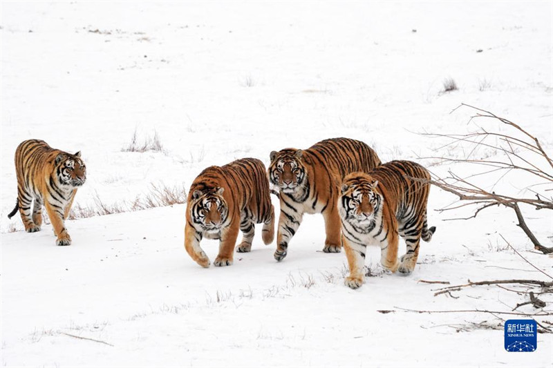 Heilongjiang : les tigres de Sibérie en plein hiver