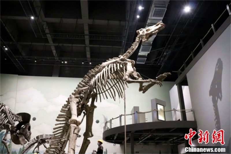 Shandong : à la découverte du plus grand dinosaure à bec de canard connu au monde