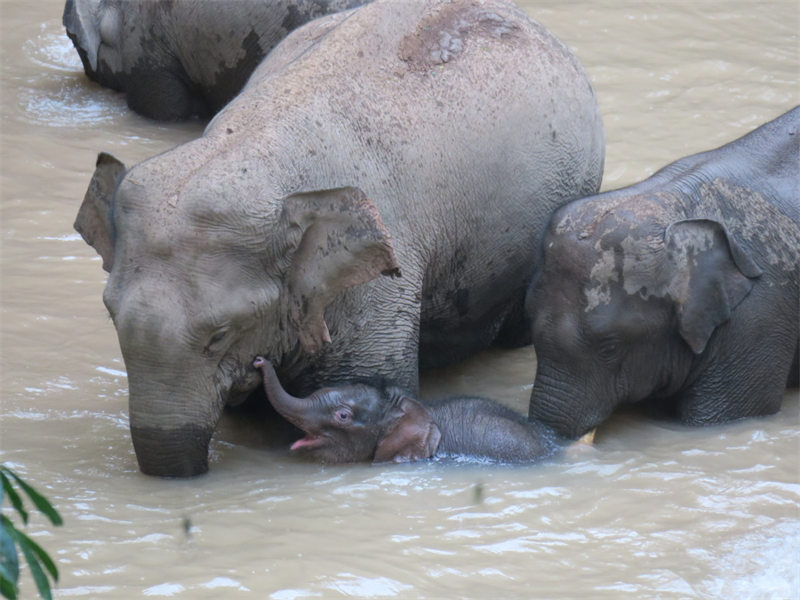 Six bébés éléphants menacés d'extinction sont nés dans le Yunnan