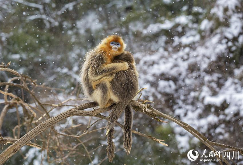 Adorables ! Les singes dorés au nez retroussé de la province du Sichuan descendent des montagnes « en groupe » et jouent dans la neige