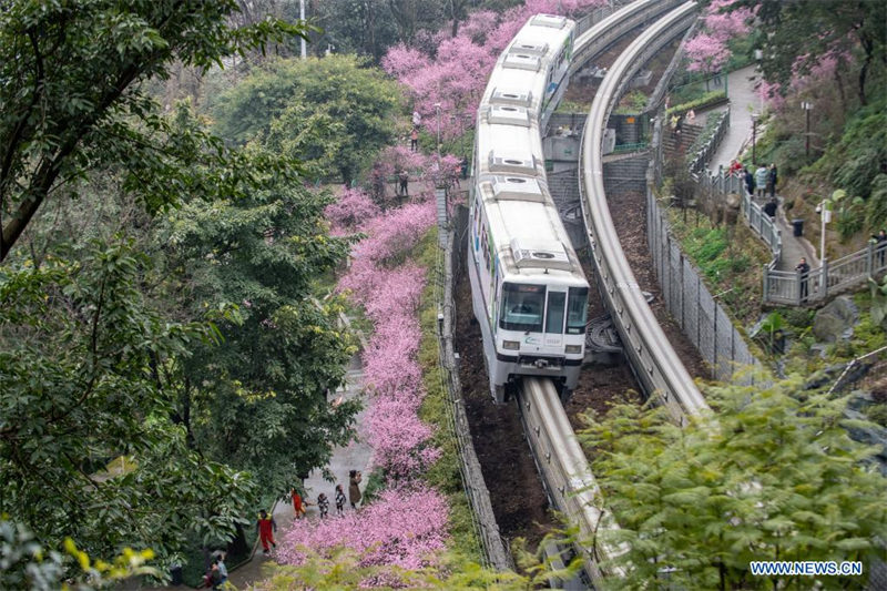 Chine : un train circule parmi des fleurs à Chongqing au printemps