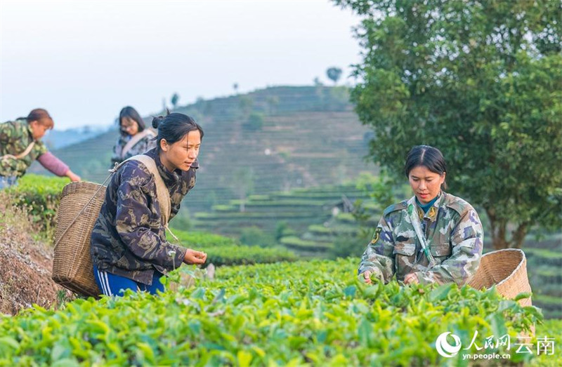 Yunnan : des dizaines de milliers de mu de thé nouveau poussent
