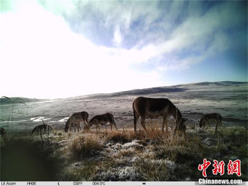 Les animaux sauvages du parc national de Sanjiangyuan sous les caméras infrarouges
