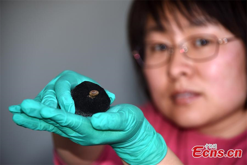 Un ornement personnel vieux de 12 000 ans découvert dans la province du Ningxia