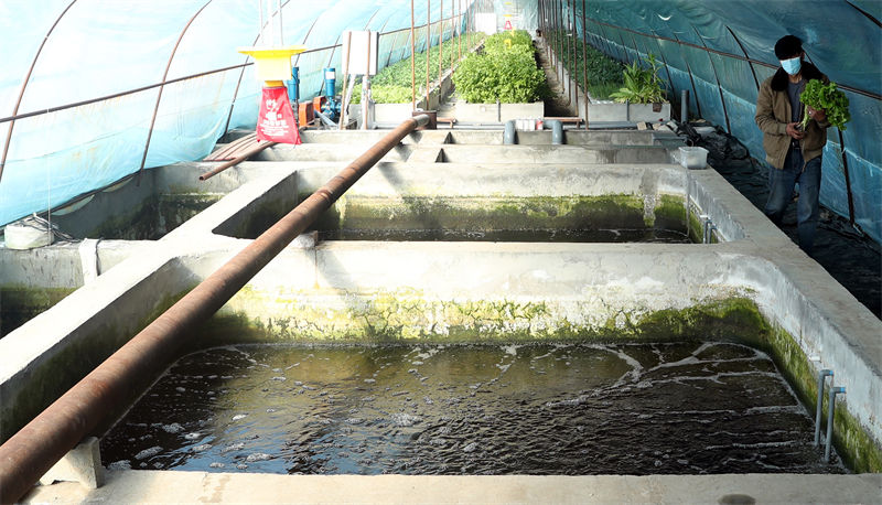 A Urumqi, l'écologie de l'aquaponie enrichit la population