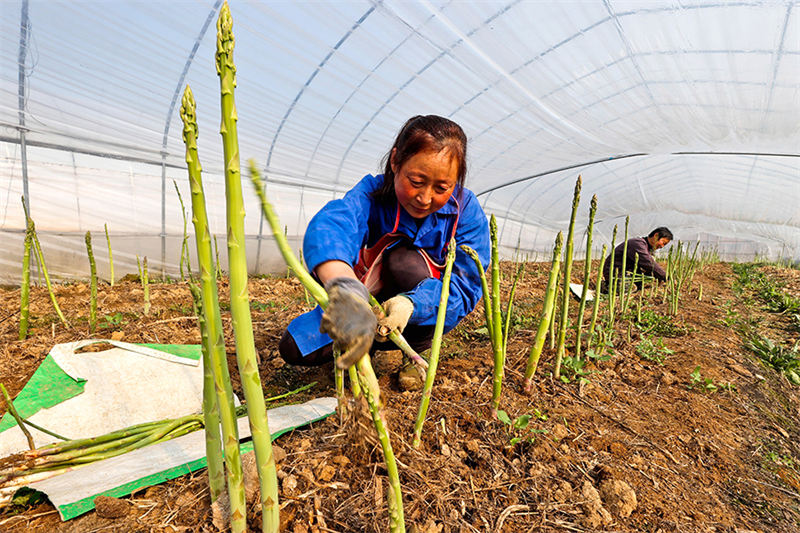 « Les cigales dorées et les asperges » saluent une récolte exceptionnelle dans la province de l'Anhui