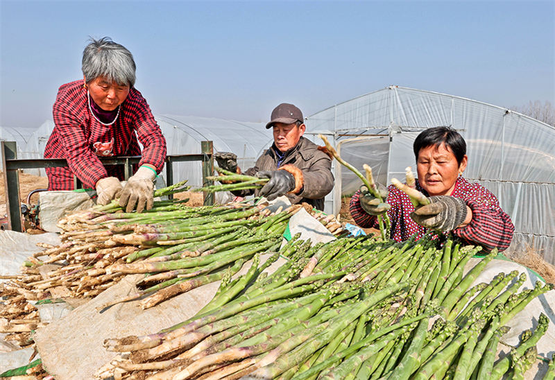 « Les cigales dorées et les asperges » saluent une récolte exceptionnelle dans la province de l'Anhui