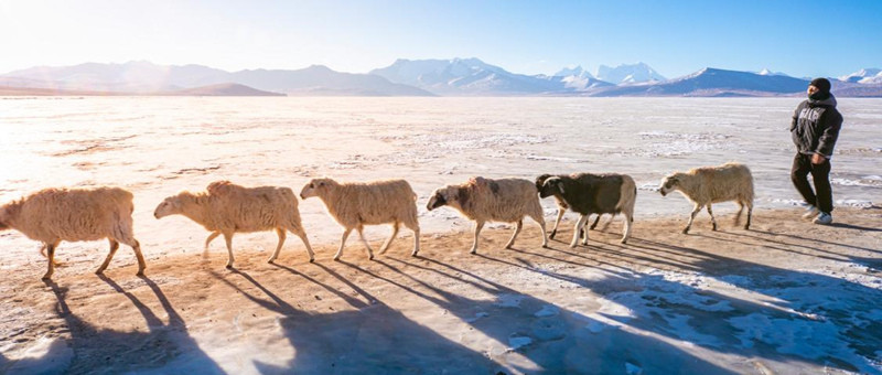 Au Tibet, Puma Yumco célèbre la « fête » des troupeaux conduits par les bergers sur la glace
