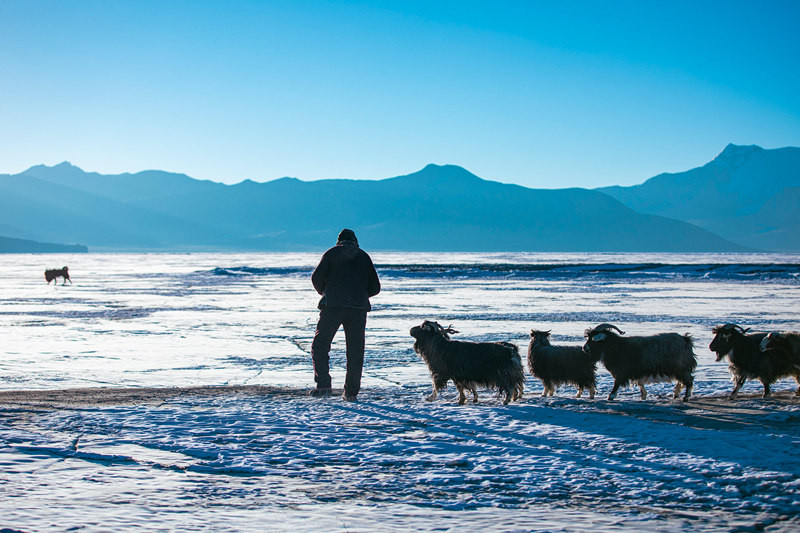 Au Tibet, Puma Yumco célèbre la « fête » des troupeaux conduits par les bergers sur la glace