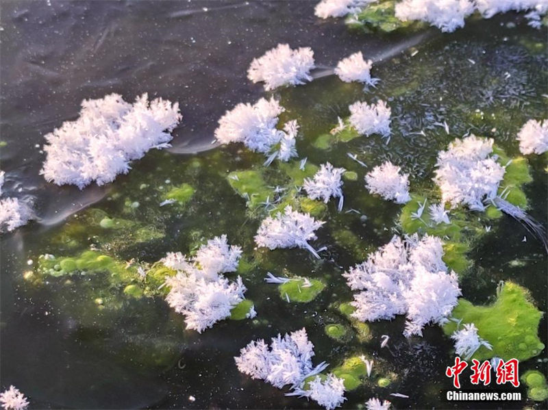 Des « fleurs de glaces » poussent sur les rivières du « pôle de froid » de la Chine