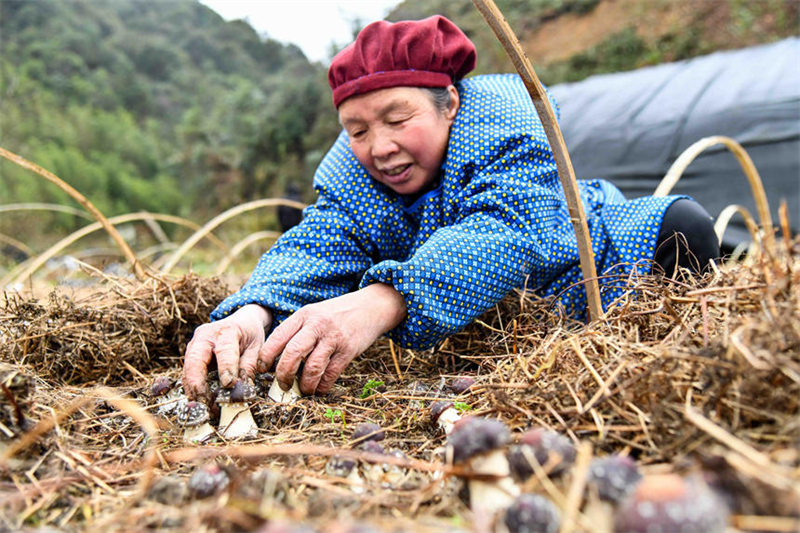 Guangxi : la saison de la cueillette du matsutaké a débuté à Jinxiu