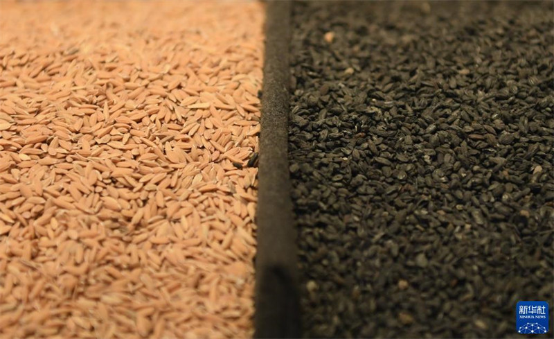 Liangzhu : un grain de riz vieux de plus de 5 000 ans