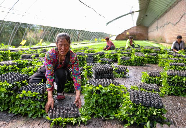 Comment les femmes rurales d'une ancienne base révolutionnaire du Ningxia luttent contre la pauvreté