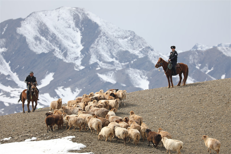 Xinjiang : une équipe de policiers locaux aide les bergers de Qinghe pour la transhumance