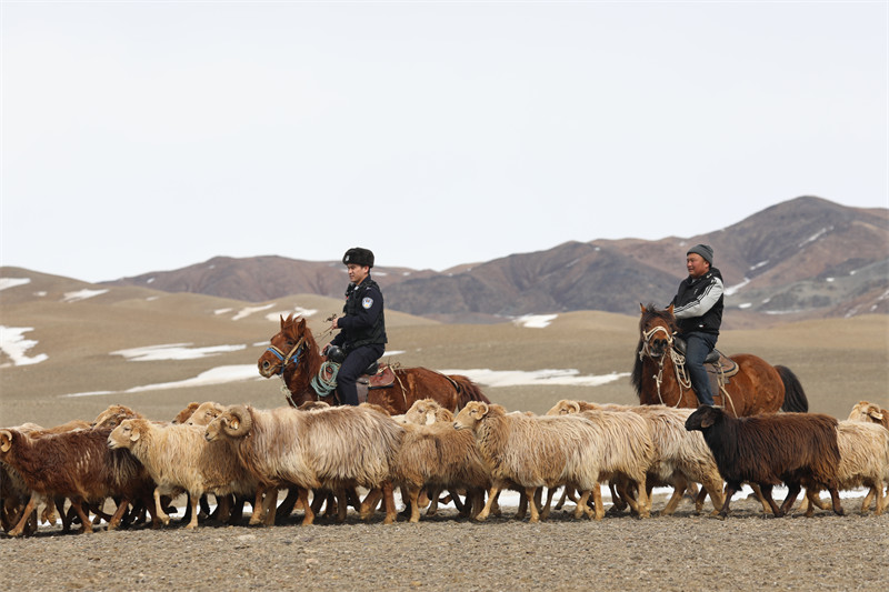 Xinjiang : une équipe de policiers locaux aide les bergers de Qinghe pour la transhumance