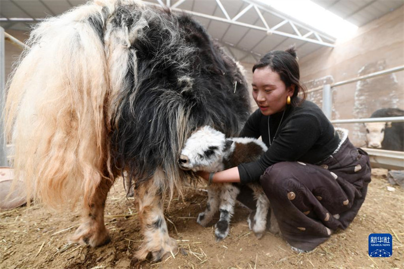 Les « bébés » yacks naissent en grand nombre sur le plateau du Qinghai