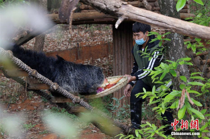 Yunnan : le parc animalier de Kunming nourrit les animaux avec des fleurs
