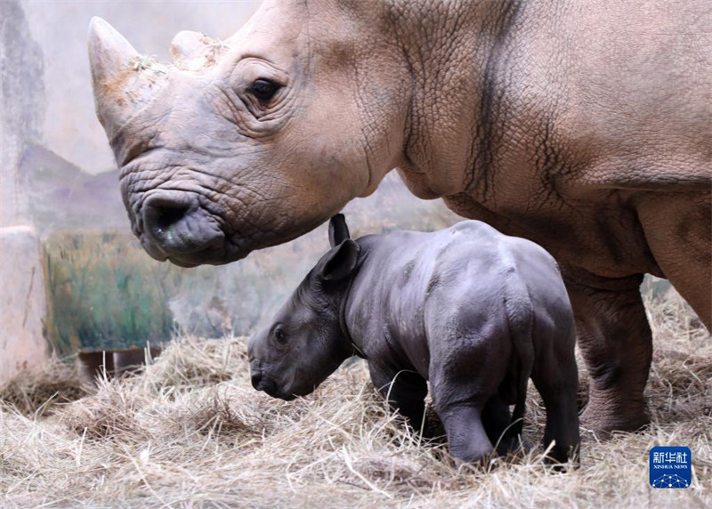 Un bébé rhinocéros est né dans le Parc Changlong de Guangzhou