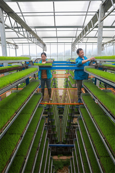 La riziculture intelligente à Jishui, dans le Jiangxi