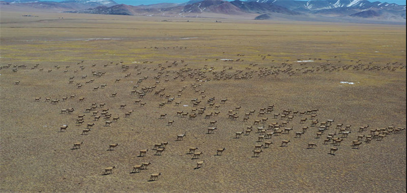 Une migration rare de 10 000 antilopes tibétaines au Tibet