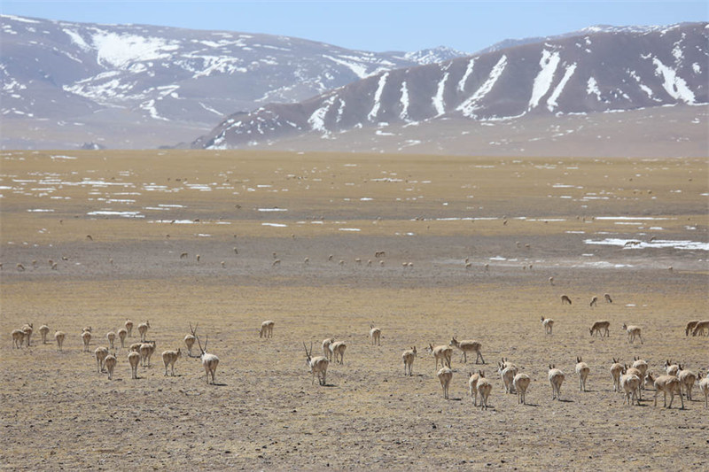 Une migration rare de 10 000 antilopes tibétaines au Tibet