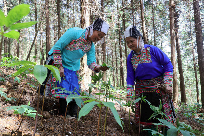 Guizhou : la culture de plantes médicinales traditionnelles chinoises contribue à la revitalisation des campagnes