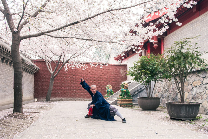 Les moines de Shaolin pratiquent les arts martiaux sous des cerisiers en fleurs
