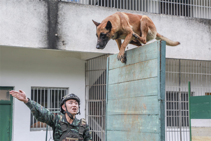 Guangxi : les formateurs de la police armée de Nanning effectuent un entraînement intensif avec des chiens de police