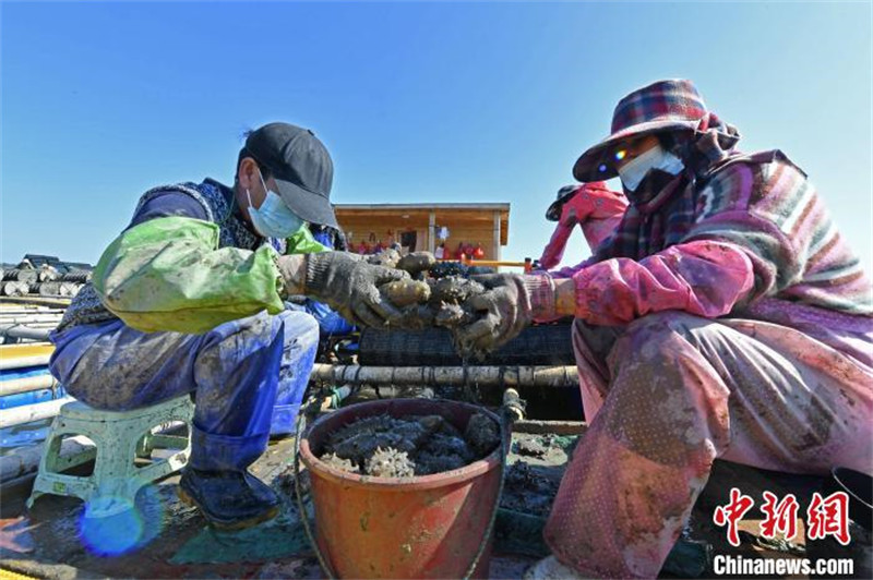 Fujian : la production bat son plein pendant la saison de la récolte des concombres de mer